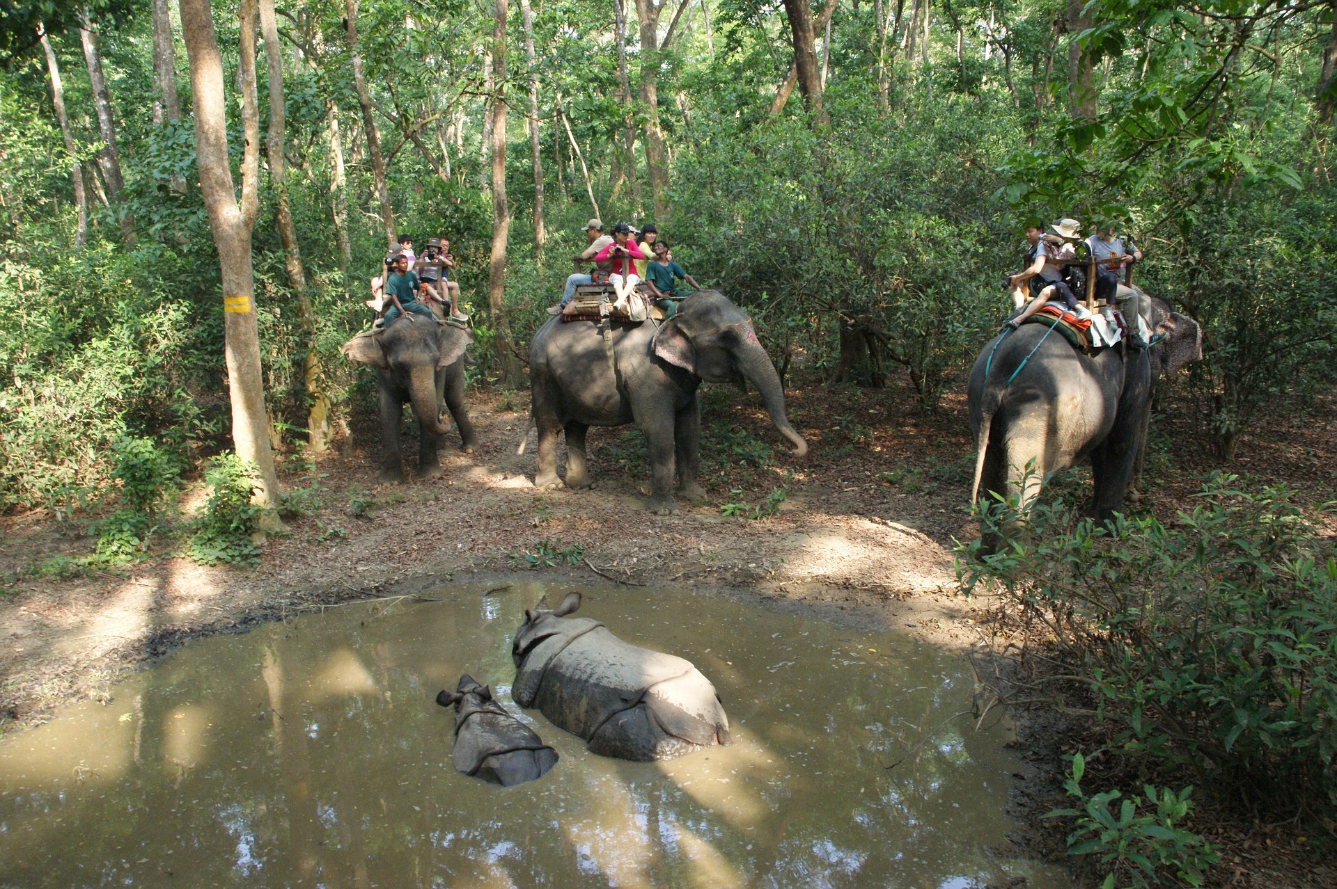 Chitwan National Park Jungle Safari