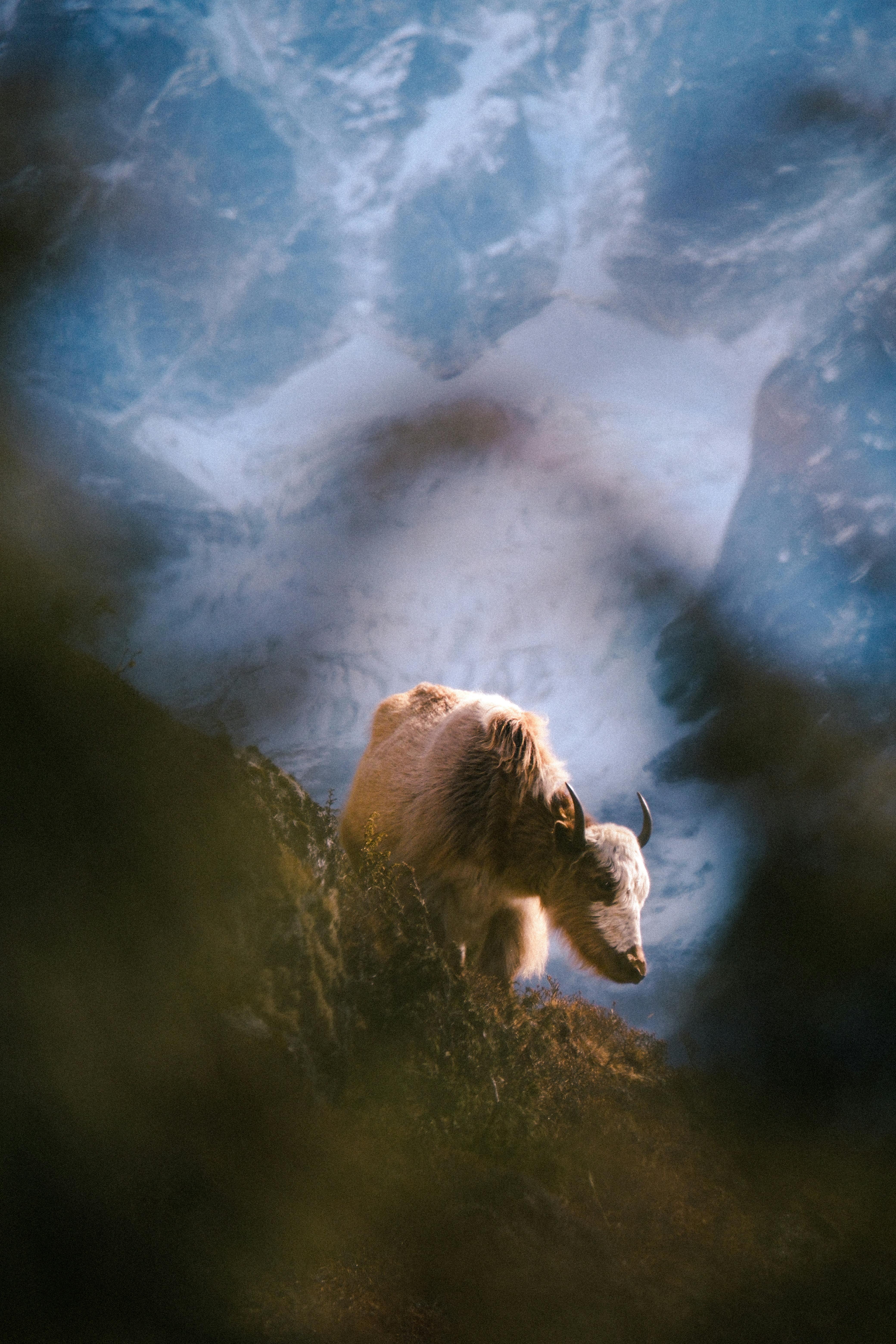 yak in the mountains of nepal