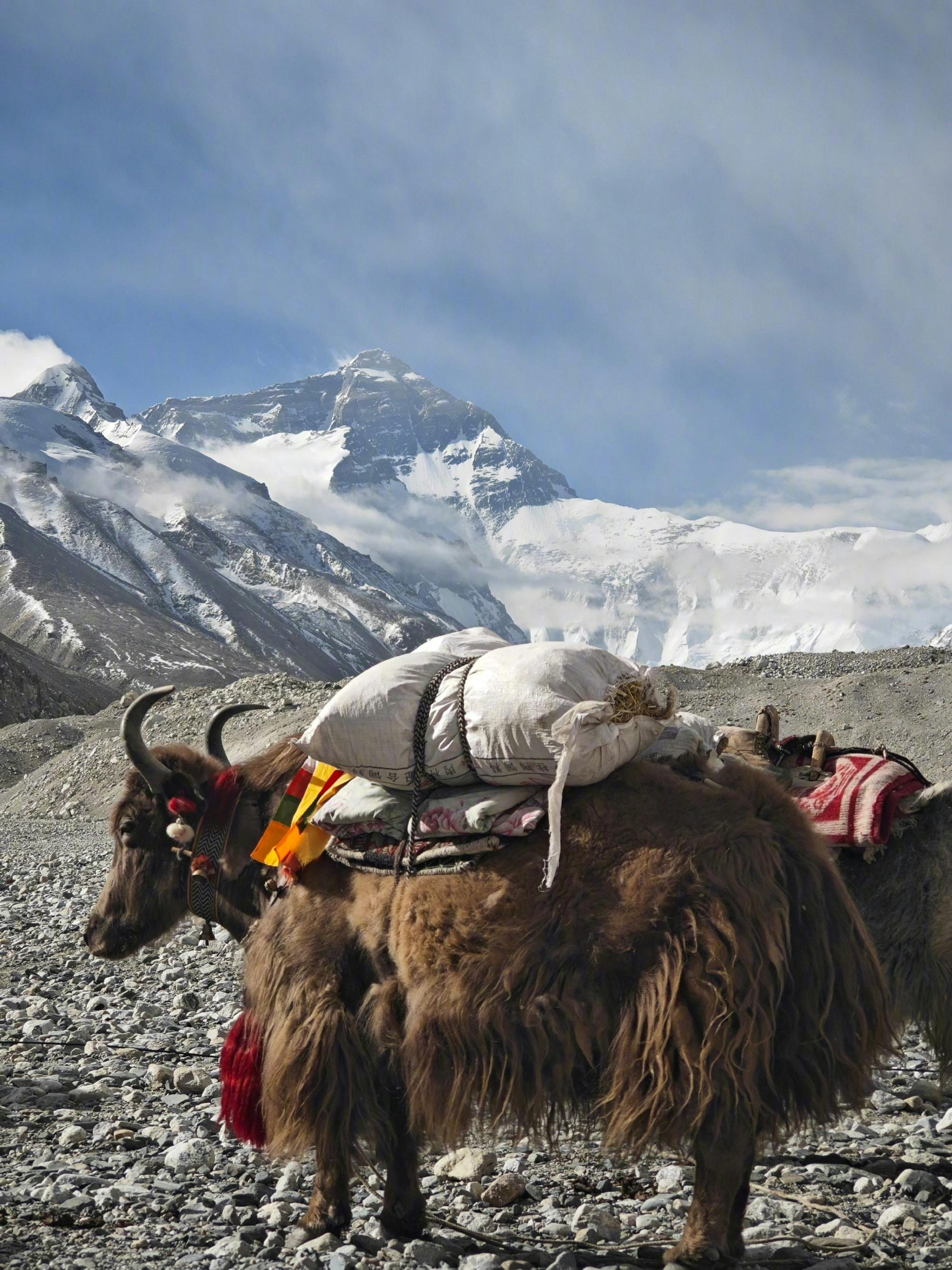 yak standing infront of mount everest
